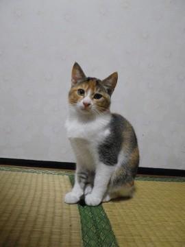 遊び盛りの元気ねこです　保護猫３
