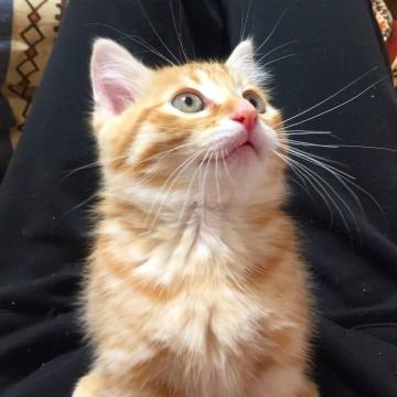 2ヶ月♂目がクリクリ茶トラちゃん