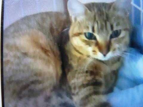 人懐っこい子猫