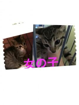 クロネコ