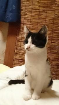 黒白ハチワレのかわい子ちゃん！