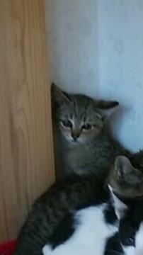 キジトラのおっとりちゃん！