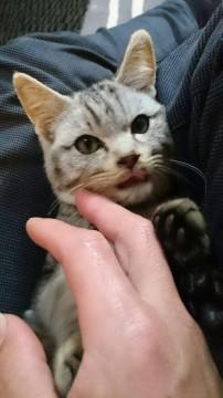 テディベアのような