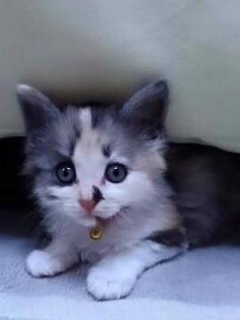 もふもふ三毛ちゃん