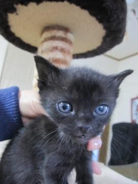 お目目くりくりの黒猫