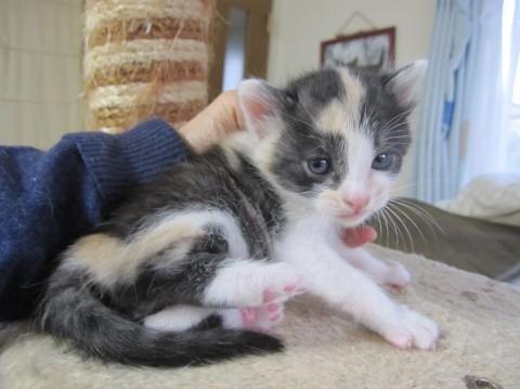 かわいいパステル三毛