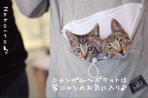キジトラ子猫兄弟