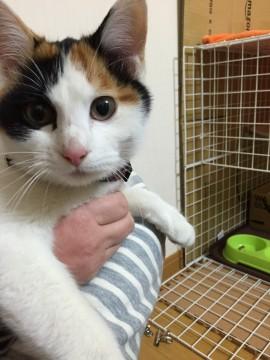 ヒザ乗り三毛ちゃん