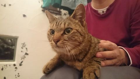 可愛いキジトラちゃん