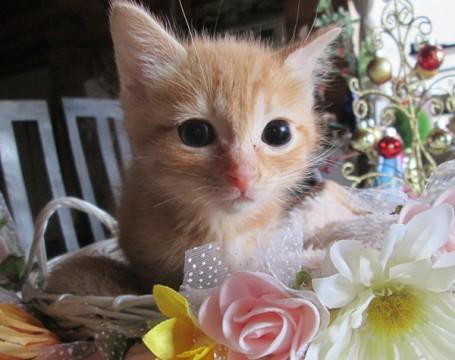 沢山の猫達と面会可能です★