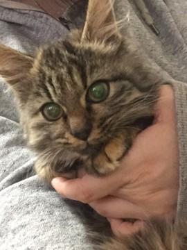 人懐っこいちびちゃん