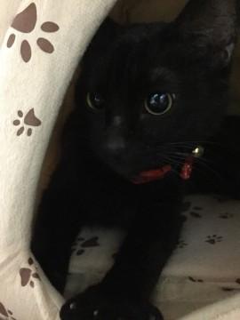 黒猫の里親さん募集中です！