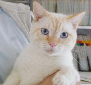 アメショーミックスの男の子