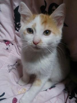 やんちゃな猫君