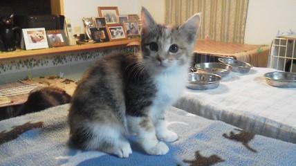 おとなしい三毛猫です。