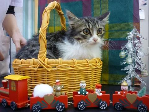 大きな目の可愛い子♪