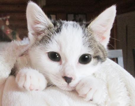 沢山の猫達と面会可能です★