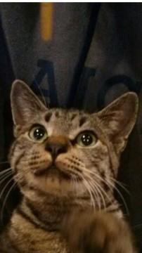 家族になって下さい！