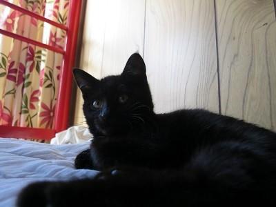 黒子猫