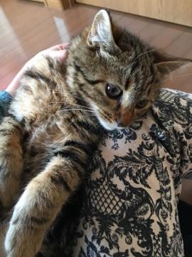 甘えん坊のゴロゴロ猫