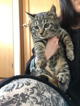 シャイなしっかり猫