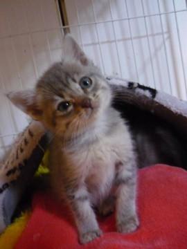 まだちっちゃいさばとらちゃん