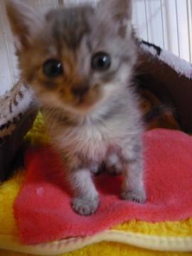 ちっちゃいさばとらちゃんNO2