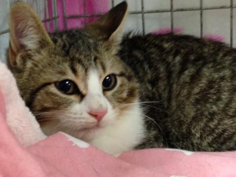 まあるいお顔のキジ白子猫紅葉くん