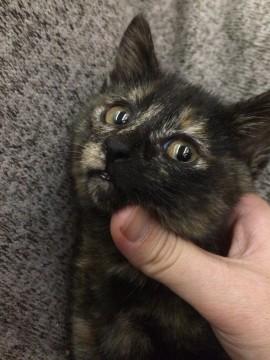 猫マニアはサビが好き♪