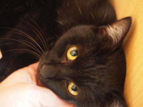 白い毛がチャーミングな黒猫です