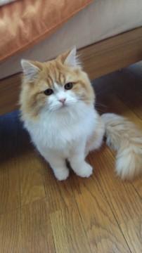 もふもふ甘えん坊