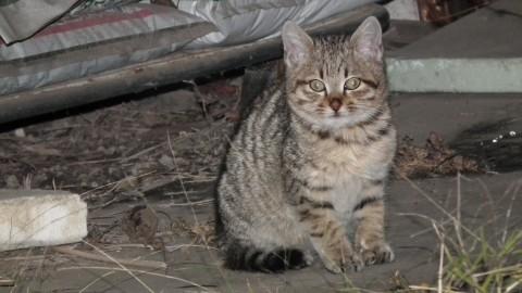 野良の子猫　人懐こいです！
