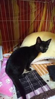 ゴロゴロ☆黒猫の女の子