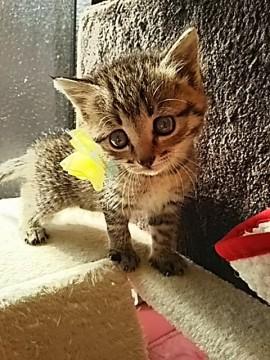 センターレスキューの仔猫ちゃん