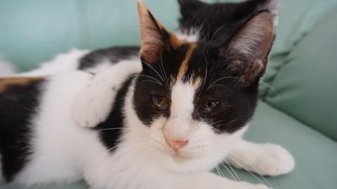 ちょこまかちっちゃな三毛猫ちゃん