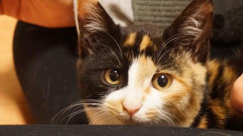 目立ちたがり屋の三毛ちゃん！