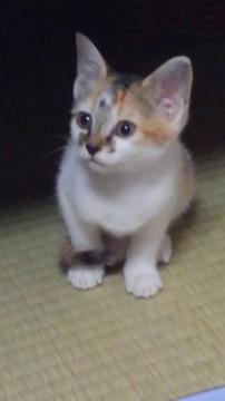 パステル三毛、生後７週くらいです