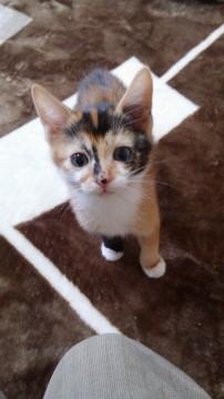 サビ三毛、生後７週くらいです