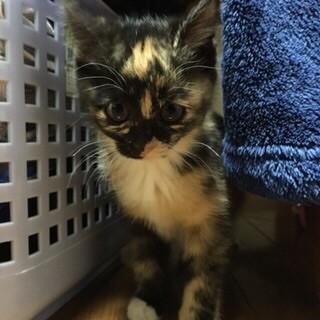 急募！甘えん坊フワフワ子猫