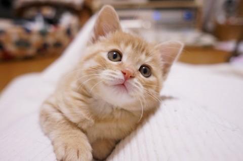元気いっぱいの子猫(女の子)