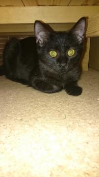 ちょっと短足かも