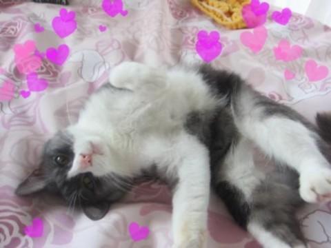 トムとジェリーのトムくん似♪
