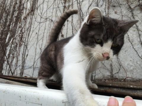 撫でられるのが大好きです^^*
