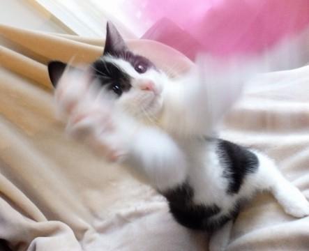 甘えん坊の　おひざ猫　　