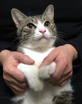 人慣れバツグンの仔猫