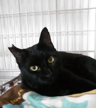 甘えん坊のチビ黒猫くん　美猫です