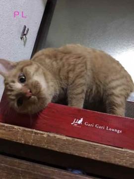 でっかいKYくん