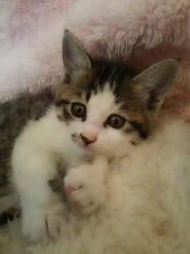 人が好き　元気な子です