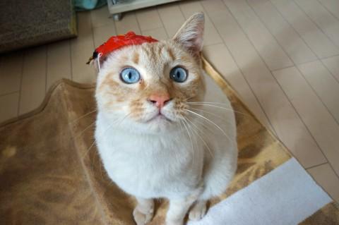 青い目の男子 スマート系です