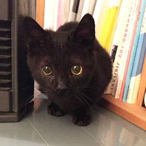 黒猫ボブテイル♀「きくちゃん」